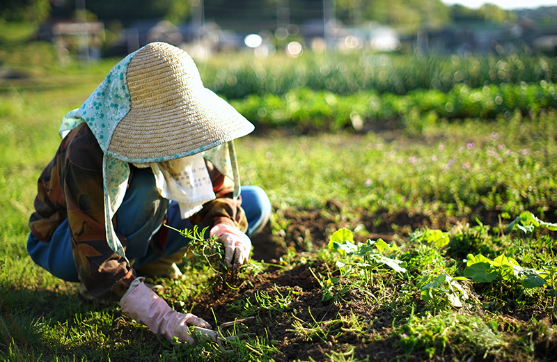 企業版ふるさと納税