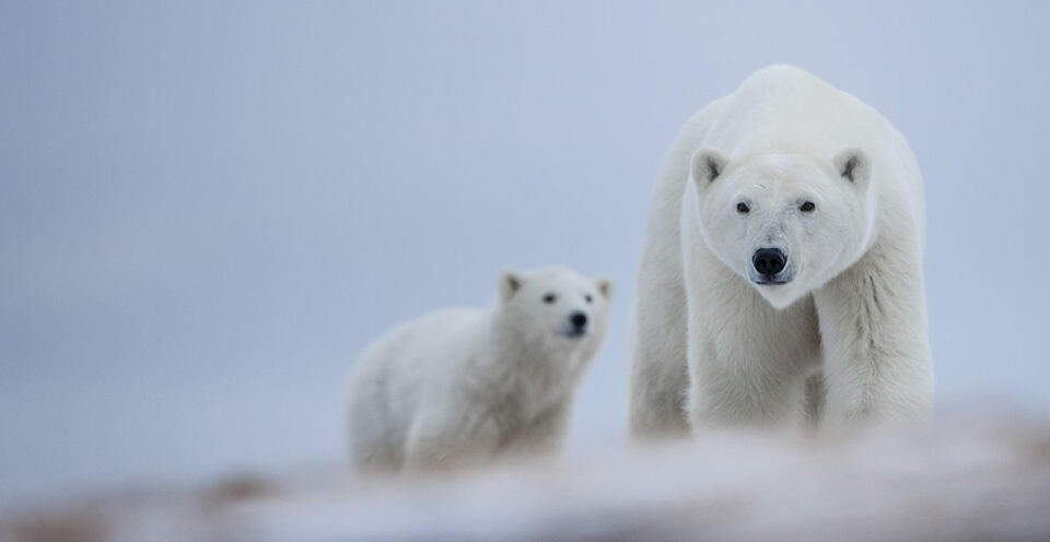 シロクマの首都とも呼ばれるカナダ極北の街、チャーチル