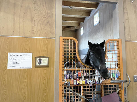 ワーケーション - 北海道では引退後のダービー馬ウイニングチケットと出会うこともできた。名馬のそばで仕事も可能。