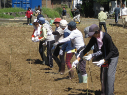沼津市井田集落で、西伊豆最後の手付かずの自然と農作業体験