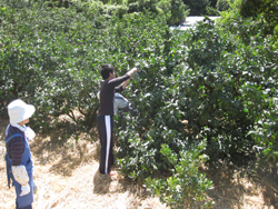 沼津市井田集落で、西伊豆最後の手付かずの自然と農作業体験