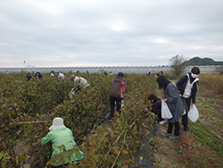 コットン収穫を通じた福島の更なる発展にアシスト！