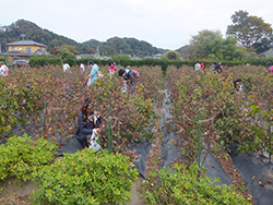 コットン収穫を通じた福島の更なる発展にアシスト！