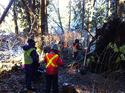 バンクーバーにあるスタンレーパークでの外来植物種管理活動