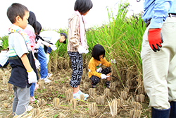 稲刈りと渡良瀬遊水地セイタカアワダチソウ除去