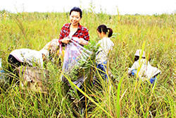 稲刈りと渡良瀬遊水地セイタカアワダチソウ除去