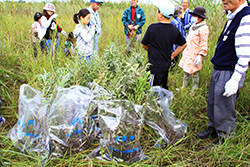 稲刈りと渡良瀬遊水地セイタカアワダチソウ除去