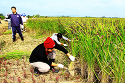 稲刈りと渡良瀬遊水地セイタカアワダチソウ除去