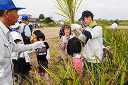 稲刈りと渡良瀬遊水地セイタカアワダチソウ除去