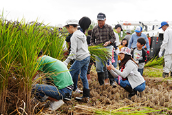 稲刈りと渡良瀬遊水地セイタカアワダチソウ除去