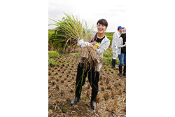 稲刈りと渡良瀬遊水地セイタカアワダチソウ除去
