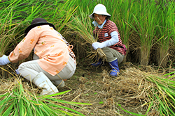 稲刈りと渡良瀬遊水地セイタカアワダチソウ除去