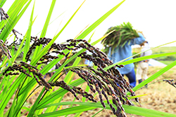 稲刈りと渡良瀬遊水地セイタカアワダチソウ除去