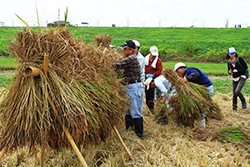 稲刈りと渡良瀬遊水地セイタカアワダチソウ除去