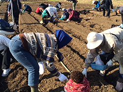チューリップフェスタのボランティアとおおいた豊後大野ジオパークめぐり